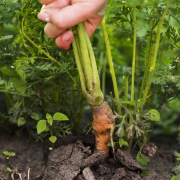AGROECOLOGIA